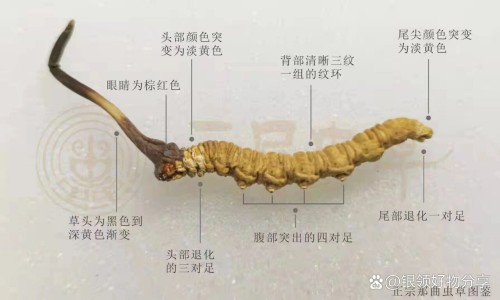 益肾健骨胶囊吃多久见效-益肾健骨胶囊的成分网益肾健骨胶囊的功效和作用知识网站,分享益肾胶囊的功效主治大全